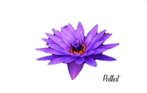 fleur