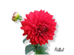 fleur