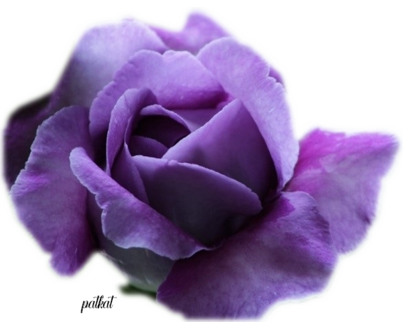 fleur