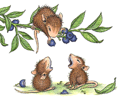 souris  