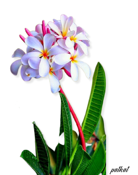 fleur